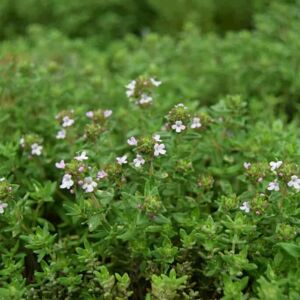 Thymus vulgaris 'Compactus' ---